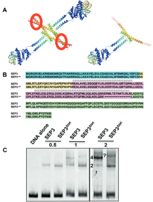 Figure 1. SEP3 dimers and tetramers bind DNA. (A) Composite model of SEP3 tetramer (left) and dimer (right) using the SEP3 K domain, (PDB 4OX0), and the homologous DNA-binding domain from MEF2A, (PDB 3KOV)