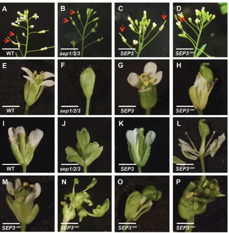 Figure 2. SEP3 tetramers are required for the normal development of the fourth whorl and flower determinacy in Arabidopsis