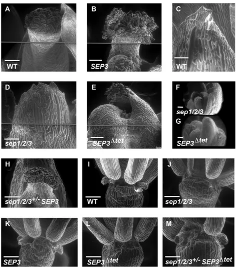 Figure 3. Scanning electron micrographs of flowers for WT and mutants. (A and B) show normal carpels for WT and sep1 / 2 / 3 expressing SEP3 (labeled SEP3 for simplicity in the figure)
