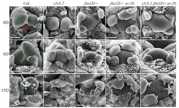 Fig. 2. Mutants with increased meristem size exhibit altered phyllotactic patterns. SEM images of 8-day-old seedlings showing top (A-E) and side (F-J) view and of 15-day-old seedlings (K-O) of five genotypes with increased meristem size