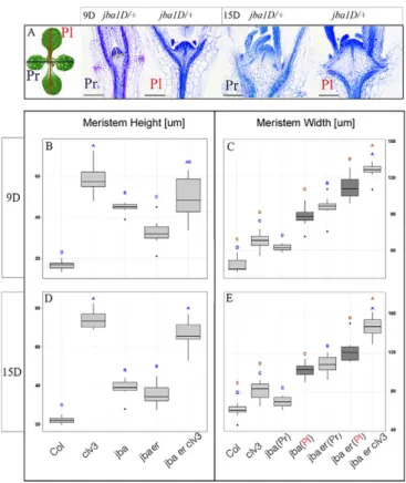Fig. 4. Vegetative SAM width and height in wild-type and mutant seedlings. Measurements of meristem width and height were made on median longitudinal section through 9- and 15-day-old seedlings