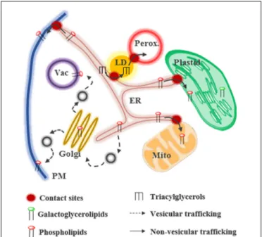 FIGURE 1 | Glycerolipid trafficking in plant cells. Lipids can be transferred by vesicular or non-vesicular routes at contact sites between membranes.