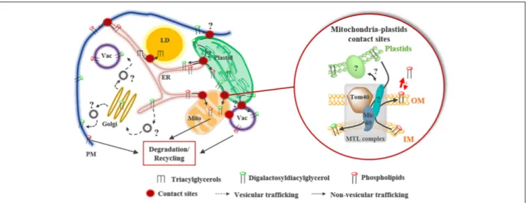 FIGURE 4 | Lipid remodeling during Pi starvation in higher plants. During Pi starvation, phospholipids are partially degraded and replaced by the galactoglycerolipid DGDG synthesized in plastids