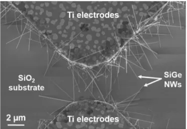 Figure 2:  SEM image of SiGe NWs grown by Vapor-Liquid-Solid mechanism between two pre-defined  electrodes on an oxide plane surface