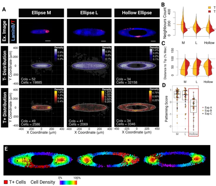 Fig. 8. Shape, scale and geometry dictate asymmetries in the local densities which in turn guide T + cells positioning