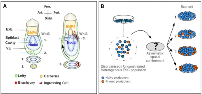 Fig. 1. Methodological approach and tested hypotheses. (A) Schematic illustrating the emergence of AP polarity in the post-implantation mouse embryo.