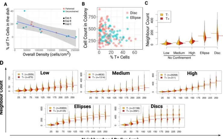 Fig. 3. Bulk cell density defines the percentage of T + cells and cell clustering imparts T patterning