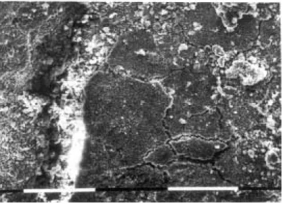 Figure 6 A secondary electron SEM image of the exterior surface of the vase, showing the iron-rich slip that is heavily damaged due to the destructive ﬁre