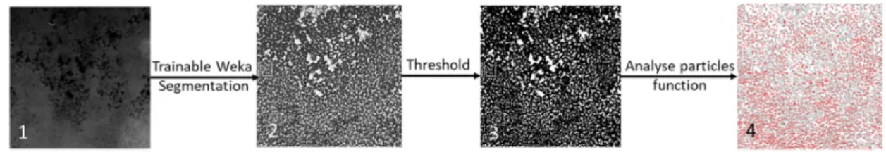 Figure 8. Protocol of image processing for the porous texture analysis of the CP layers.