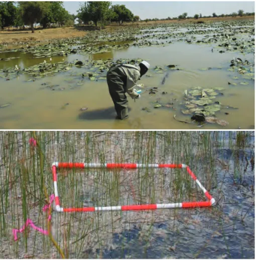 Figure 4.1 Prélèvement de mollusques aquatiques dans une mare (ci-dessus) et prélèvement en  quadrats de mollusques amphibiens à l’aide d’un cadre en métal (ci-dessous – photo publiée avec  l’aimable autorisation du Dr R