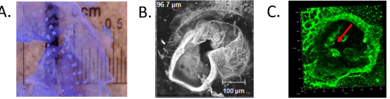 Figure SI.4. 3D finger-like shaped polyelectrolyte membrane. A. Floating 3D shaped polyelectrolyte membrane