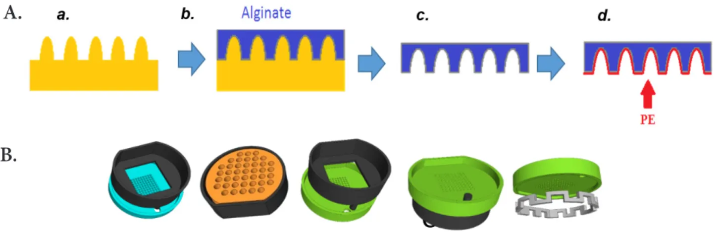 Figure 3. Schematic of alginate gelation process over 3D printed moulds. A. sacrificial alginate mould (c) is created over a 3D  printed piece (a) to obtain a 3D shaped polyelectrolyte membrane (d)