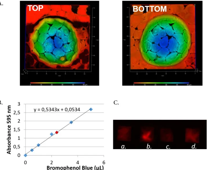 Figure 4. Hemisphere-shaped PE scaffolds. A. RWPE-1 cells cultured for 5 days on a PE coated mould