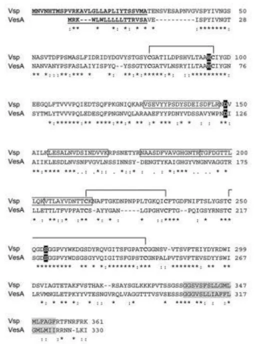 FIGURE 3. The intravesicular Vsp protease is a homologue of the serine protease VesA.  