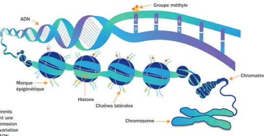 Figure 1.1 : Différents  facteurs induisant une  variation de l’expression  des gènes sans variation  de la séquence ADN