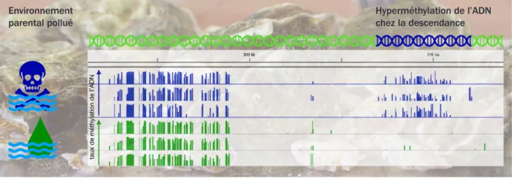 Figure 2.2 : Résultats  d’une étude sur l’effet  transgénérationnel d’un  pesticide sur l’huitre  creuse Crassostrea gigas  qui ont montré que ce  polluant avait un impact sur  l’information épigénétique  (la méthylation de l’ADN)  de la descendance des  i