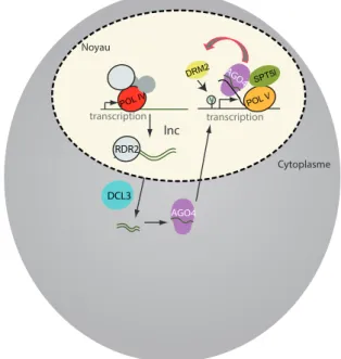 Figure 3.10 : Biogenèse et rôle  des hcsiARNs chez les plantes. La  biogénèse des hcsiARNs est initiée  par la production de lnc (long ARN  non codant) par la polymérase IV,  RDR2 permet ensuite la synthèse  des brins complémentaires, DCL3  fragmente les d