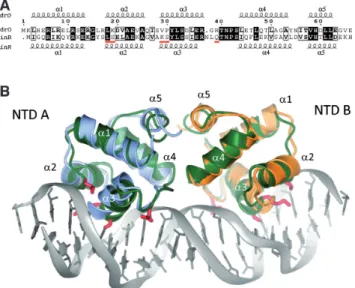 Figure 5. Comparison of the N-terminal DNA-binding domains of DdrO and B. subtilis SinR