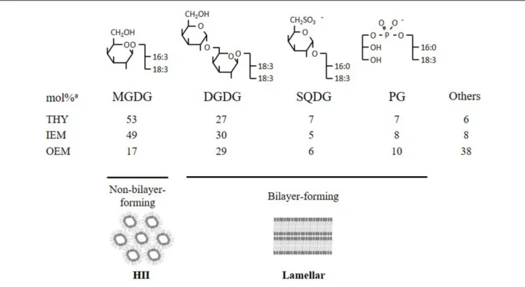 FIGURE 1 | Structures of the conserved quartet of lipids and their abundance (expressed in mol%) in chloroplast membranes