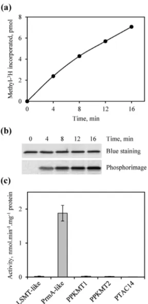Figure 5. In vitro methylation of PRPL11 by PrmA-like. (a,b) Kinetic analysis of PRPL11 methylation by PrmA-like