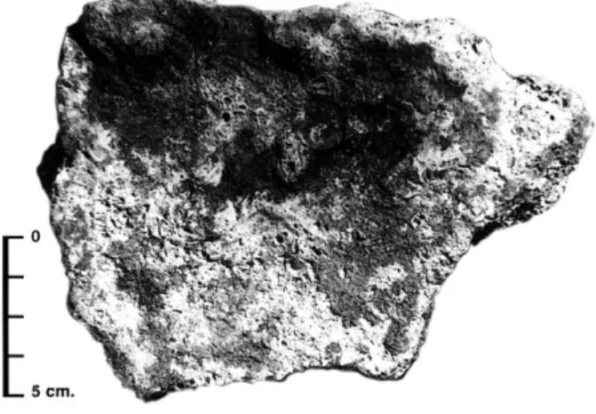 Fig. 4 : Fragment de plancher stalagmitique d'Enlène,  à surface plane, de  16,6 cm x 12,7 cm (ép