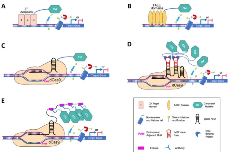 Figure 1. Overview of epigenetic engineering approaches to study gene function and chromatin modifications at specific loci