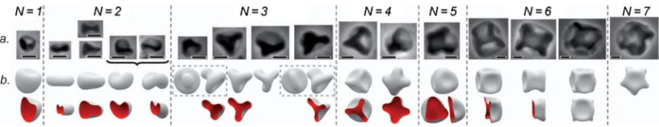 FIG. 2 (color online). SURFACE EVOLVER simulations: variation of N with the reduced radius R=d eq 