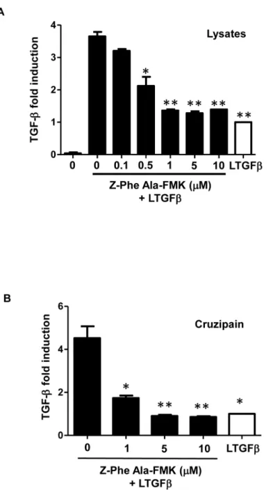 Fig 2. Effect of Z-Phe-Ala-FMK, a cysteine protease inhibitor, on TGF- β activation. Active TGF- β was measured by ELISA after incubation of (A) parasite lysate equivalent to 2.5 × 10 6 epimastigotes or (B) 100 μ g ml -1 of purified cruzipain for 1 h at 28