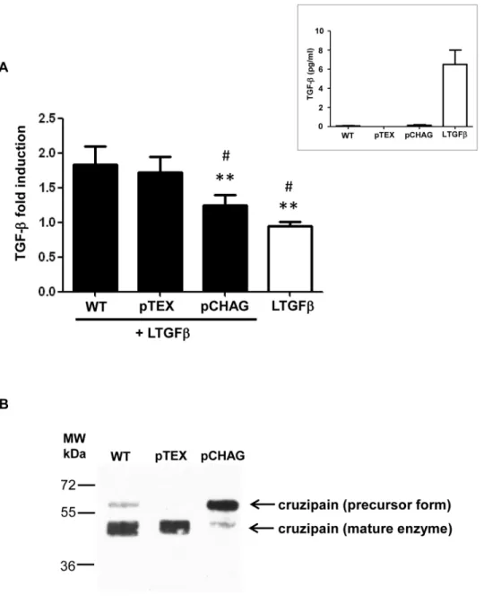 Fig 3. Transfected parasites overexpressing chagasin prevent TGF- β activation. (A) Live transfected Dm28c epimastigotes overexpressing chagasin (pCHAG), empty vector (pTEX) or wild type Dm28c (WT) were incubated with latent TGF- β (100 ng ml -1 ) (LTGF- β