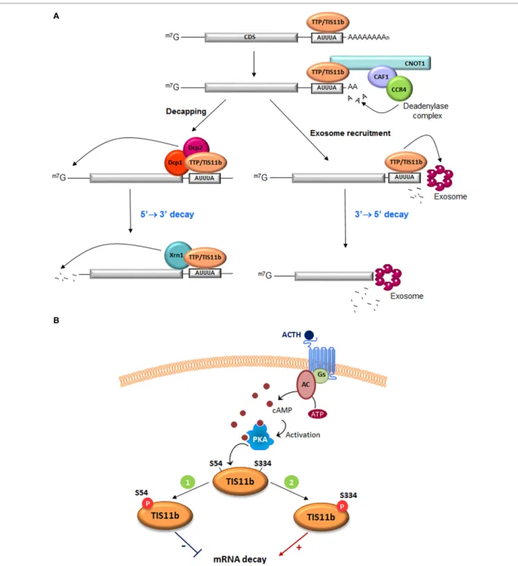 FiGUre 1 | Function of tristetraprolin (ttP) and tis11b in Are-mediated mrNA decay. (A) TTP and TIS11b bind to AU-rich elements in the 3 ′ -UTR of  target mRNAs and recruit the deadenylase complex directly (CCR4–CAF–NOT1 complex) to trigger mRNA deadenylat