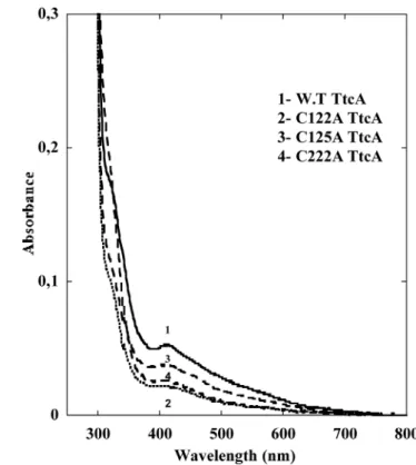 Figure 5. In vivo mutational analysis of TtcA. Complementation experi- experi-ments of ttcA − GRB105 E