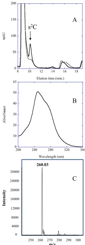Figure 1. HPLC, UV-visible absorption and mass spectra of s 2 C 32 mod- mod-ified nucleoside