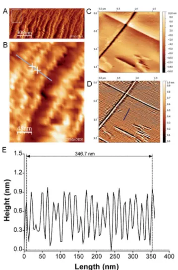 Fig. 2 (A) AFM image of boundary zone revealing an assembly of TMV- TMV-rods imaged in air in tapping mode