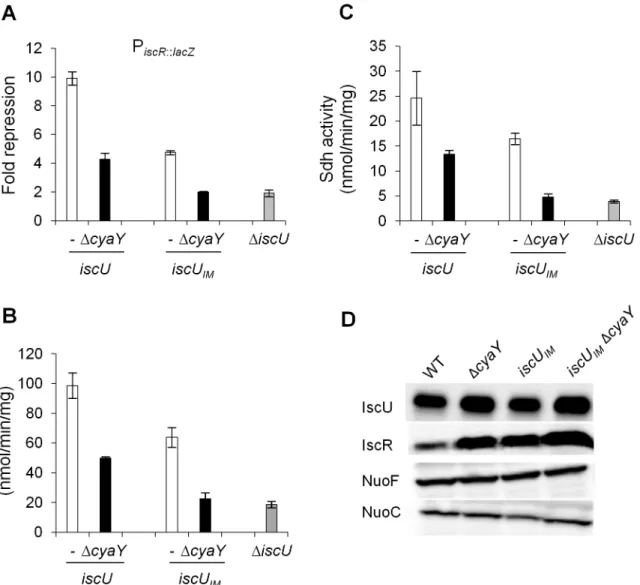 Fig 4. Activities of Fe-S proteins in iscU IM and ΔcyaY strains. Repression of the IscR-regulated gene ( iscR :: lacZ ) (A), Nuo (B) and Sdh (C) activities in the wt (DV901) (white bars), iscU IM (BR755) (white bars), their ΔcyaY derivatives (DV925, BR756)