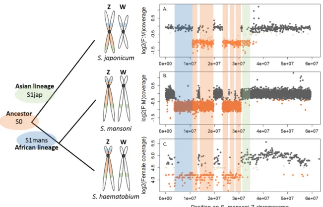 Figure 1. Shared and lineage-specific evolutionary strata on the Z-chromosome. 