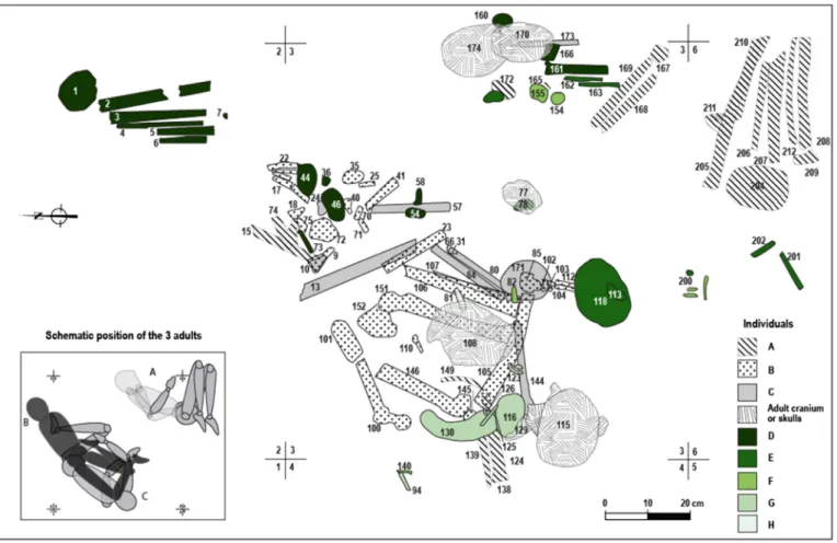 Fig. 5. Reconstructed distribution of the elements of each individual based on the spatial location, robustness and maturity of the bones