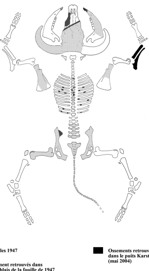 Fig. 4 :  ossements de l’aurochs de Pontvallain : positionnement des différentes parties squelettiques sur un schéma éclaté [fouilles 1947  et 2004].