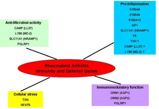 Figure 5. Biological functions of Immunity and Defense genes highlighted in our Rheumatoid Arthritis study