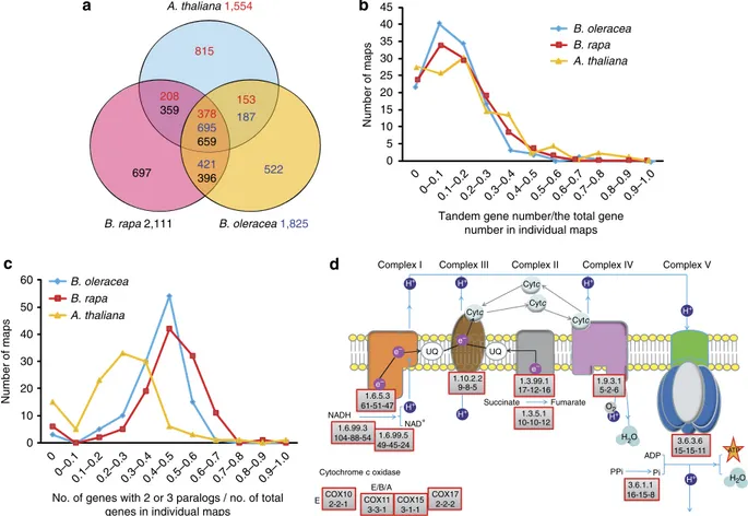 Figure 3 | The duplicated genes derived from tandem duplication and whole-genome duplications in Brassica genomes