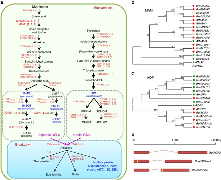 Figure 5 | Whole-genome-wide comparison of genes involved in glucosinolate metabolism pathways in B