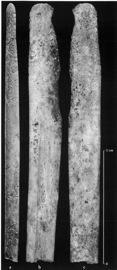 Fig.  4  - Face  inférieure  du  racloir  de  Porte-Joie  «  sépulture  1  » :  A. Vue  de  l'extrémité active  conservée  (macrophotographie  de  l'objet  original)