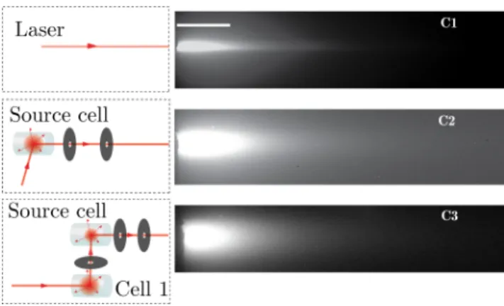 Figure 2. (Color online) Experimental set-up. A laser beam illuminates along e y a first “source cell” containing a  rubid-ium vapor where incident photons are scattered at most once.