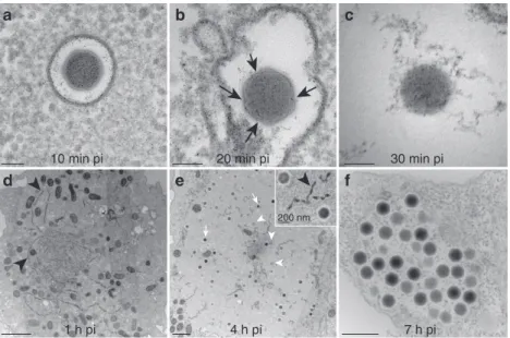 Figure 1 | Ultrathin-section TEM imaging of Noumeavirus-infected Acanthamoeba cells. (a) 10 min pi, virions have been engulfed and are in vacuoles.