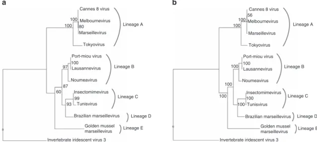 Figure 3 | Phylogenetic analyses of Marseilleviridae. (a) Maximum likelihood phylogenetic tree of the DNA polymerase of Marseilleviridae build using RaxML 80 