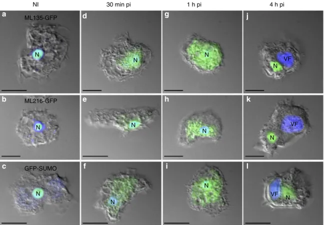 Figure 7 | Fluorescence study of A. castellanii cell nucleus during Noumeavirus infection