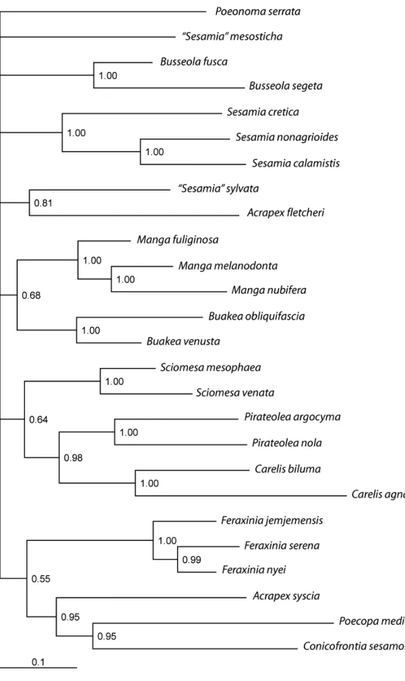 Figure 6. Phylogenetic tree resulting from the bayesian analysis of the two  mitochondrial genes