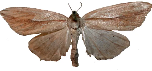 Figure 2. Acrapex prisca Hampson: type of the species and of the genus Acrapex. 