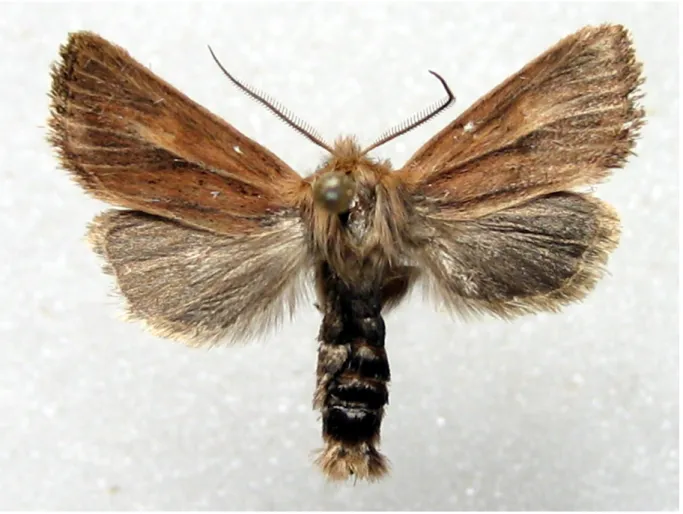 Figure 5. Acrapex fletcheri: male obtained from larva. 