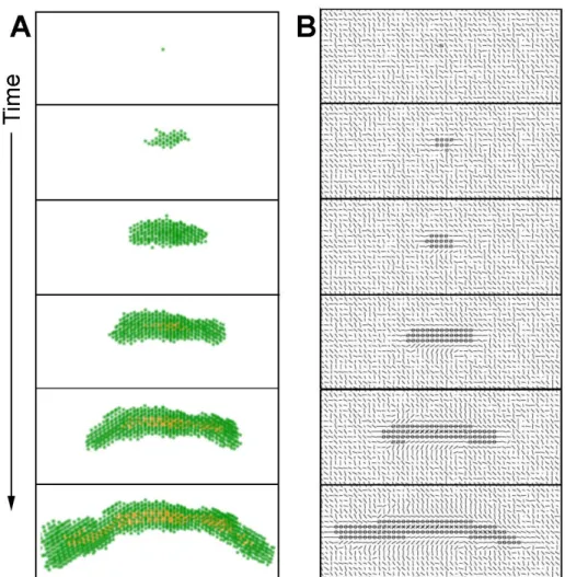 Figure 9: Formation of a duct by the mathematical model. A) cells are represented in green and the ductal lumen in orange, in three dimensions and over time
