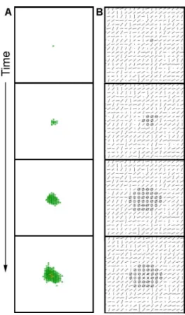 Figure 10: Formation of an acinus by the mathematical model. A) cells are represented in green and the lumen in orange, in 3  dimen-sions over time
